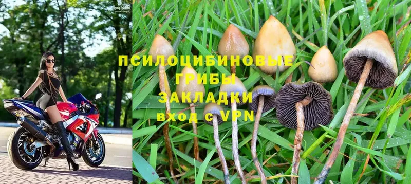 Галлюциногенные грибы Psilocybine cubensis  где можно купить наркотик  Белебей 